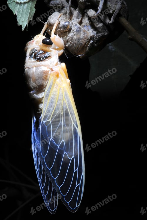 Preview: Side view of cicada on tree branch emerging from its nymph exoskeleton, night time