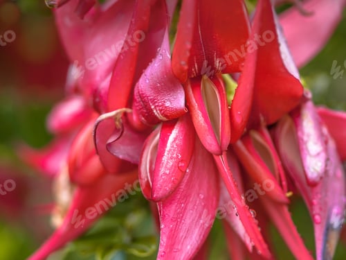 Preview: Flowers of Kakabeak endangered plant species