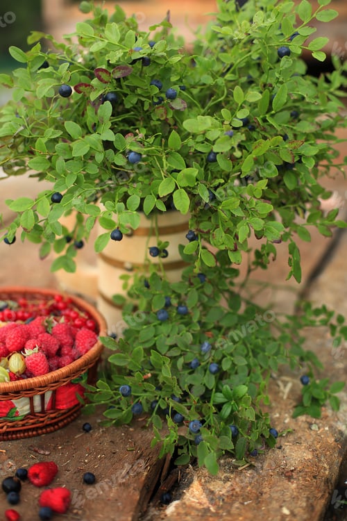 Preview: blueberry bush and basket with berries