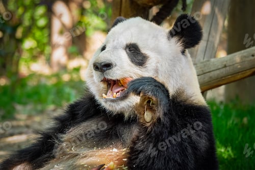 Preview: Giant panda bear in China