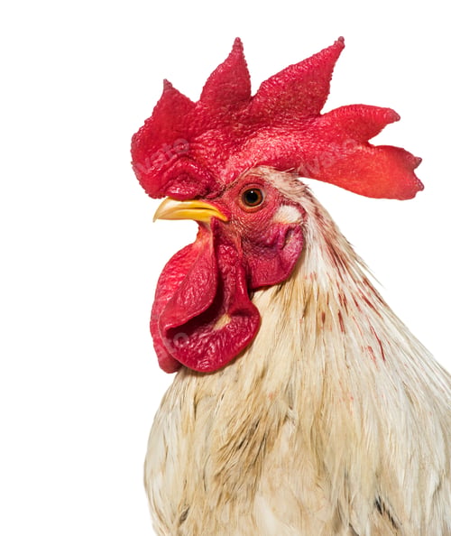 Preview: Close up of, Belgian rooster against white background
