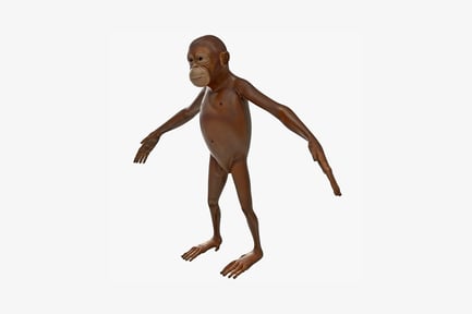 Preview: Wrinkled monkey in quadrupedal stance