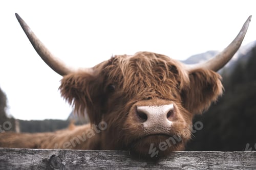 Preview: Scottish Highland Cow, Switzerland