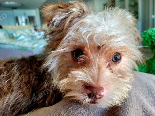Preview: Cute shorkie puppy up close and personal with emotion.