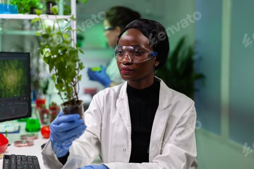 Preview: African american biologist researcher holding genetically modified sapling