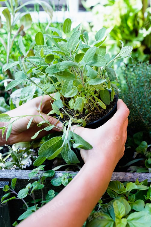 Preview: Woman holding herb in pot, close up
