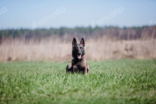 Preview: Working malinois dog. Belgian shepherd dog. Police, guard dog
