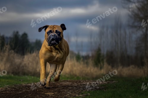Preview: Large Bullmastiff Running