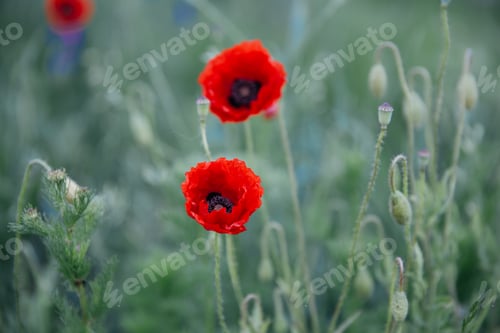Preview: Beautiful poppies