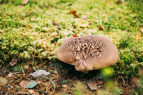 Preview: Sarcodon squamosus In Autumn Forest In Belarus. Mushroom In Autumn Forest In Belarus