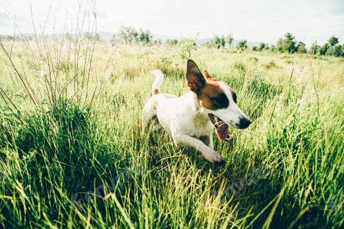 Preview: Dog