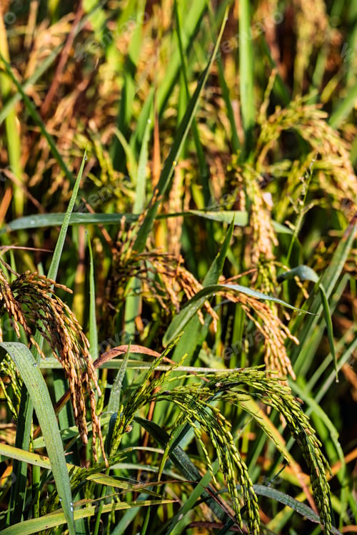 Preview: Paddy cultivation in rural Punjab, India