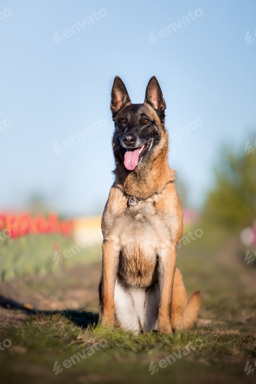 Preview: Dog running throught the flowers. Belgian shepherd dog in tulips fields. Spring pet concept.