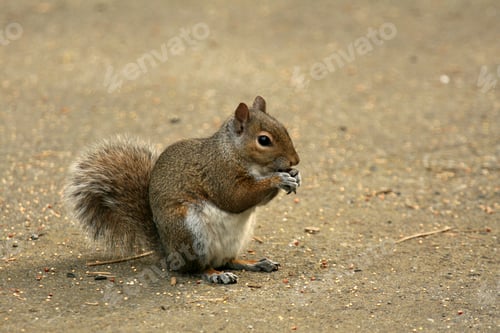 Preview: Eastern Grey Squirrel, Canada