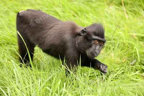 Preview: Closeup photo of a crested macaque (Macaca nigra)