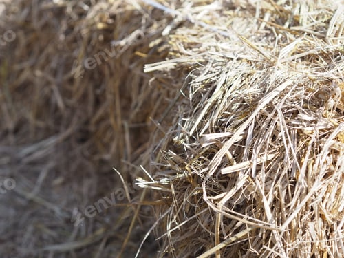 Preview: hay dry rice tree brown color