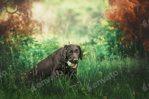 Preview: Labrador Retriever Dog breed on the field. Dog running on the green grass. Active dog outdoor.