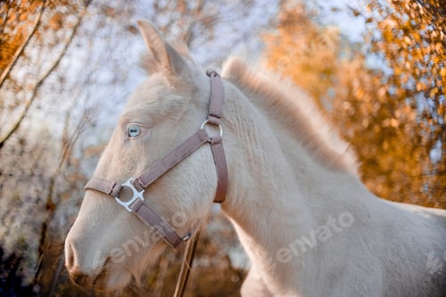 Preview: White pony is standing in the field and eating grass. Evening autumn light bright warm day.
