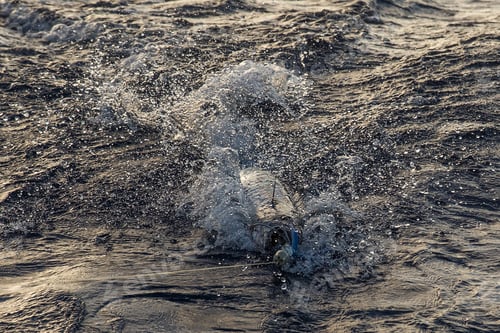 Preview: Live Ono Fish being reeled in from Hawaiian Ocean