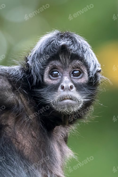 Preview: close up shot of a Colombian spider monkey (Ateles fusciceps rufiventris)