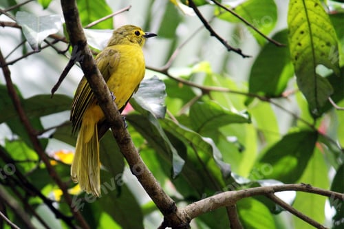 Preview: Yellow wagtail is perched on the branch of a lush, green tree
