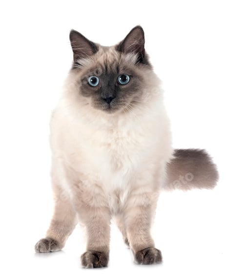 Preview: siberian cat in studio