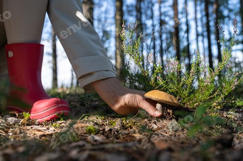 Preview: Hiker in pink rubber boots picks up tasty edible mushroom in forest to cook delicious meal at home