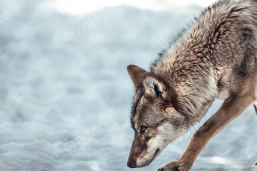 Preview: Wolf on hill near stones and snow