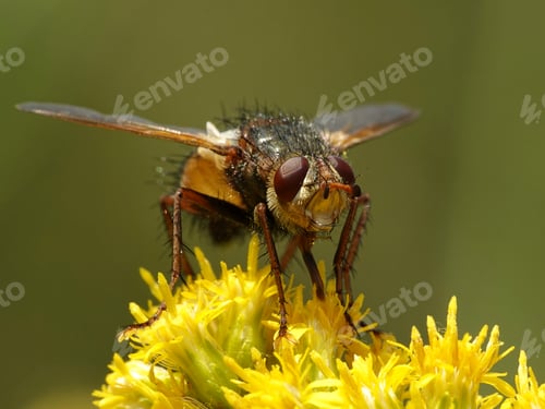 Preview: Tachina fera fly