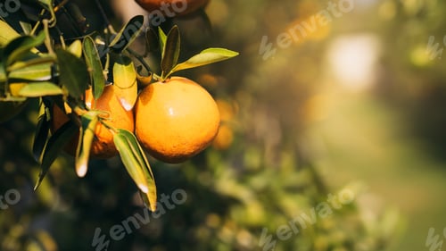 Preview: Close up Oranges from Lush Citrus Grove. Worker Gathering Ripe Citrus Fruits in Sunlit.