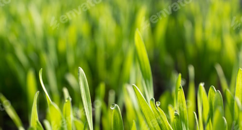 Preview: Field with sprouts of oats in the early morning. Young sprouts of wheat, closeup view.