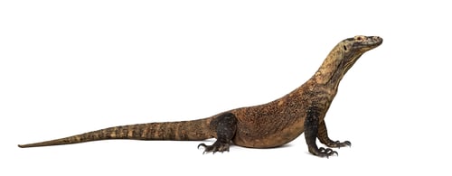 Preview: Komodo Dragon isolated on white