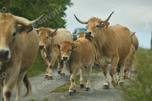 Preview: Closeup of a cow herd walking on a road near forest