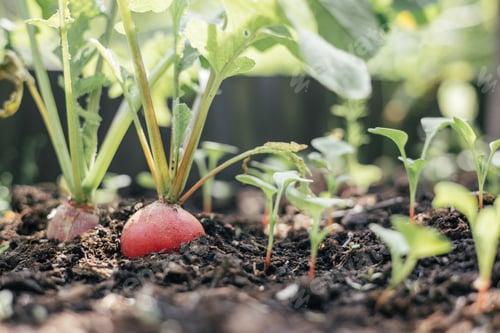 Preview: Fresh harvest of radish. Radish grows in the ground in greenhouse. Close-up. Fresh vegetable salad.