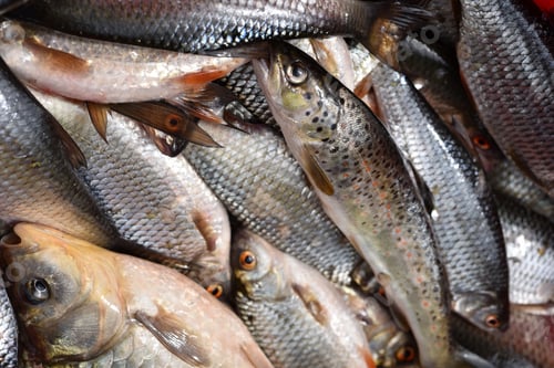Preview: Collection of fresh fish