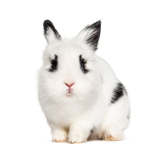 Preview: Young black and white Rabbit, isolated on white