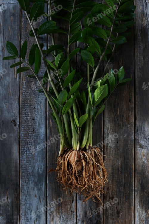 Preview: Tubers and roots of zamiokulkas on a wooden background. Reproduction of plants