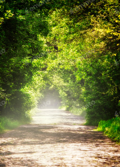 Preview: Summer natural background, landscape with stone blocks road and tunnel through the trees