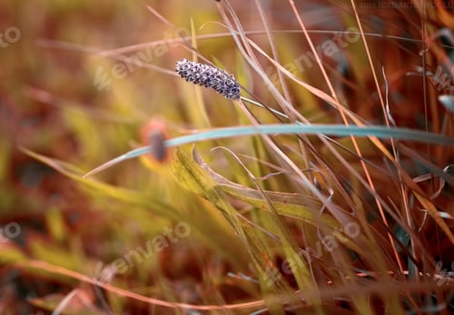 Preview: Purple flower blooming amidst dry grass, featuring brown and orange stems