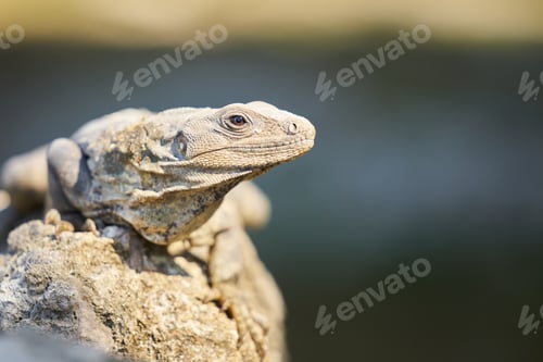 Preview: Closeup head of green iguana of the caribbean