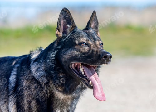 Preview: training of german shepherd