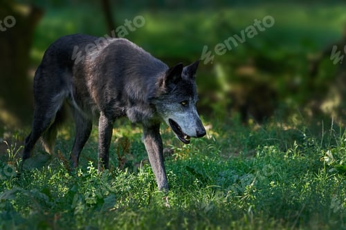 Preview: Wolf (Canis lupus)
