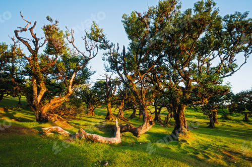 Preview: Fanal forest trees on Madeira island, Portugal