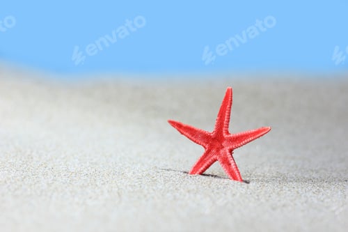 Preview: sea shell on the beach