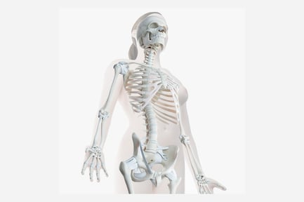 Preview: Female Anatomy: Skeleton, Ligaments and Skin