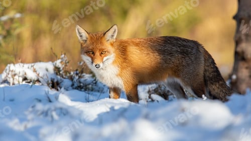 Preview: Red fox watching on white snow in winter nature