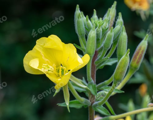 Preview: Yellow evening primrose close-up with green buds.
