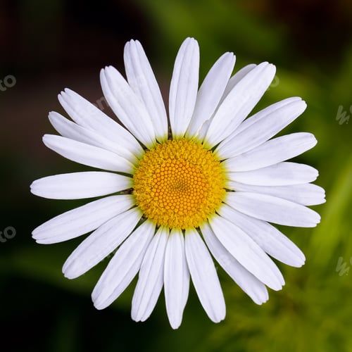 Preview: Chamomile close up