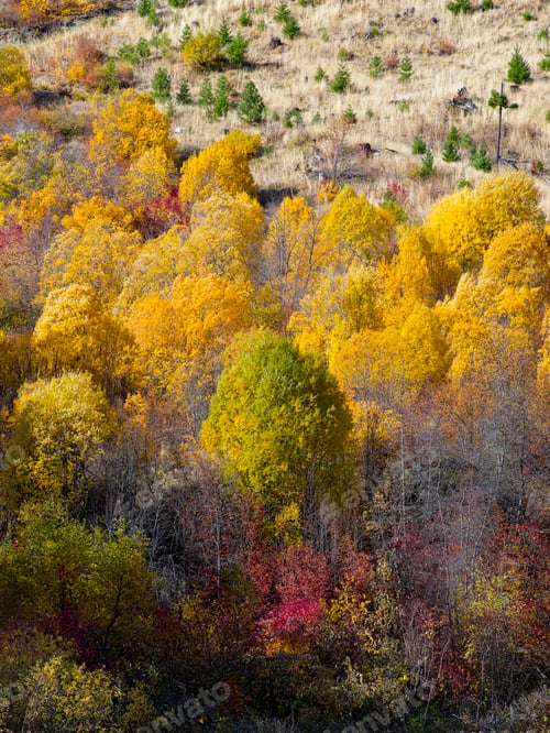 Preview: Cluster of green and yellow trees in Autumn.