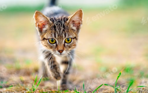 Preview: Little kitten walking